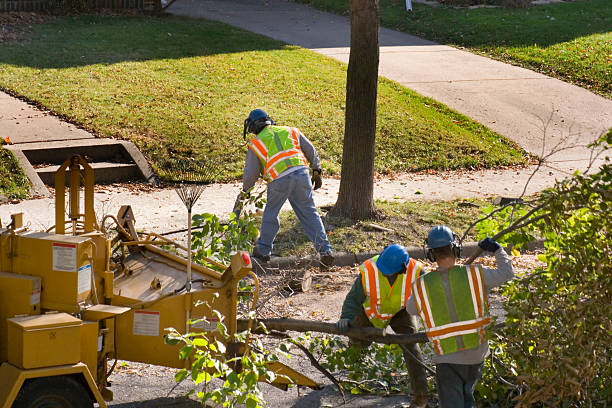 Lawn Renovation and Restoration in Cayuga, IN