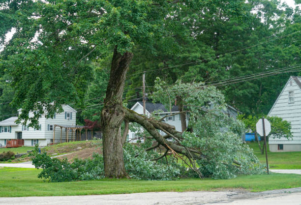 How Our Tree Care Process Works  in  Cayuga, IN